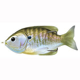 Sunfish Hollow Body